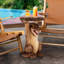 Table d'appoint Tyrant T-Rex Dinosaur