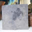 Assiette fossile Eurypterid. Lang's Quarry, Herkimer County, New York