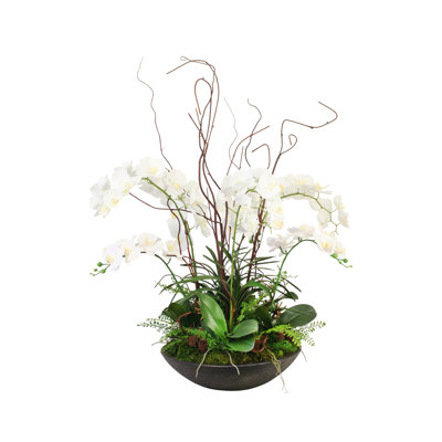 Phalaenopsis blanc en grès bronze