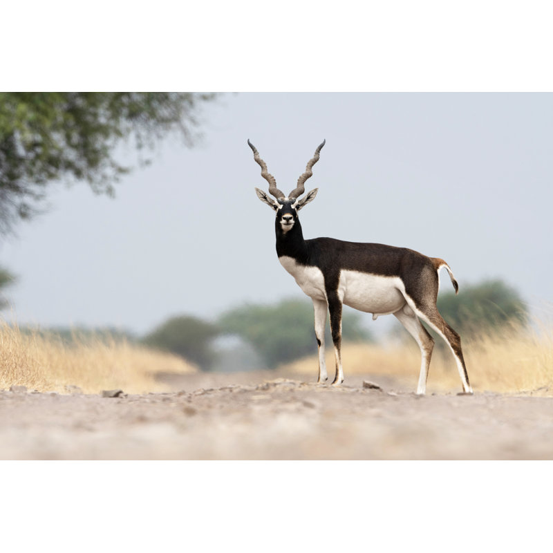 Weybossett Blackbuck Male, Antilope Cervicapra - Wrapped Canvas Print, 51cm H x 76cm W x 3.8cm D