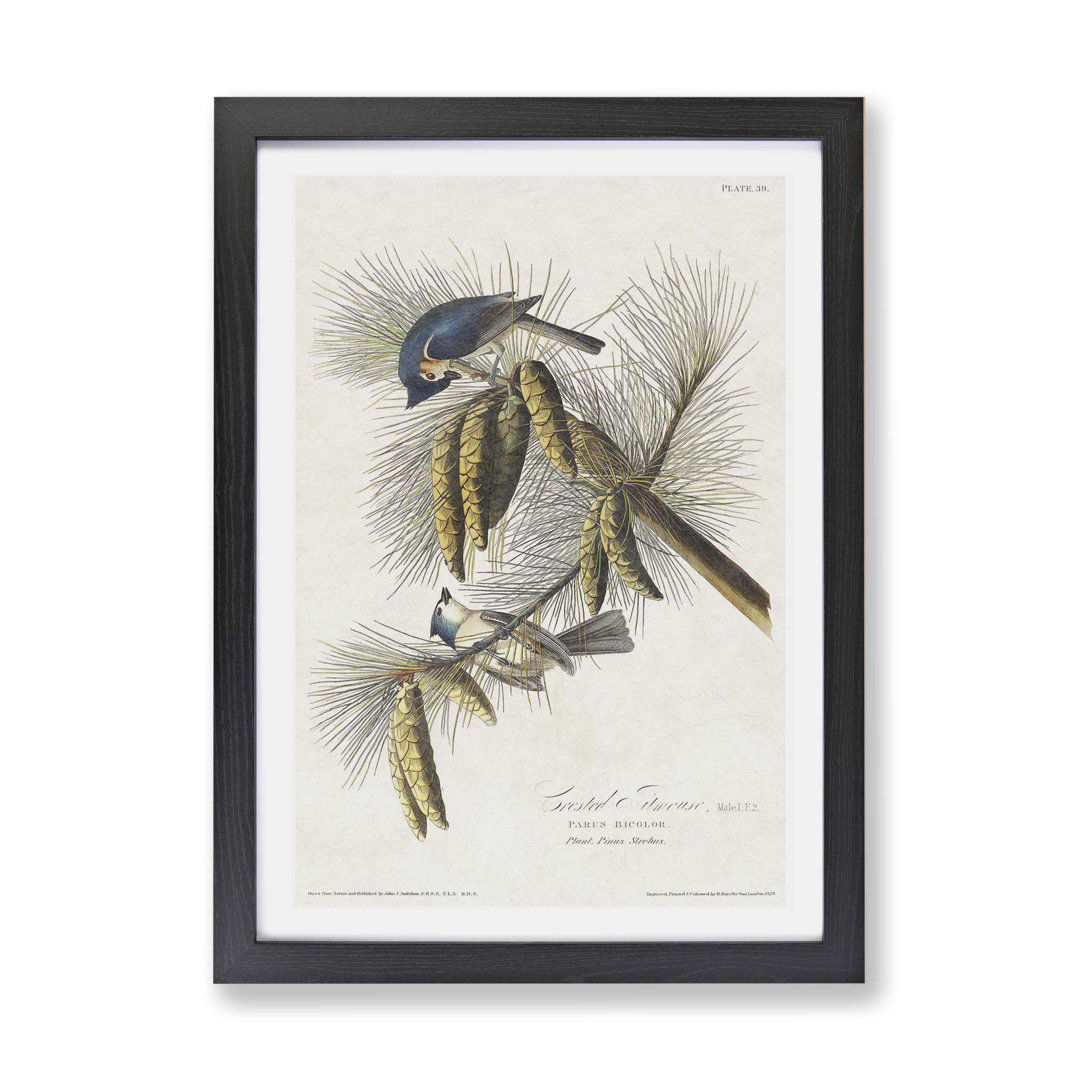 Crested Titmouse Birds by John James Audubon - Framed Print