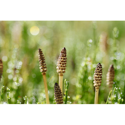 Equisetum Arvense by Yankane - Wrapped Canvas Print
