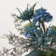 Succulent Arrangement in Pot