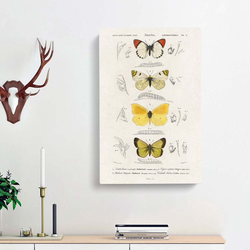 Butterfly Illustrations PL. 2 by Charles D Orbigny - Wrapped Canvas, 76cm H x 50cm W x 3cm D