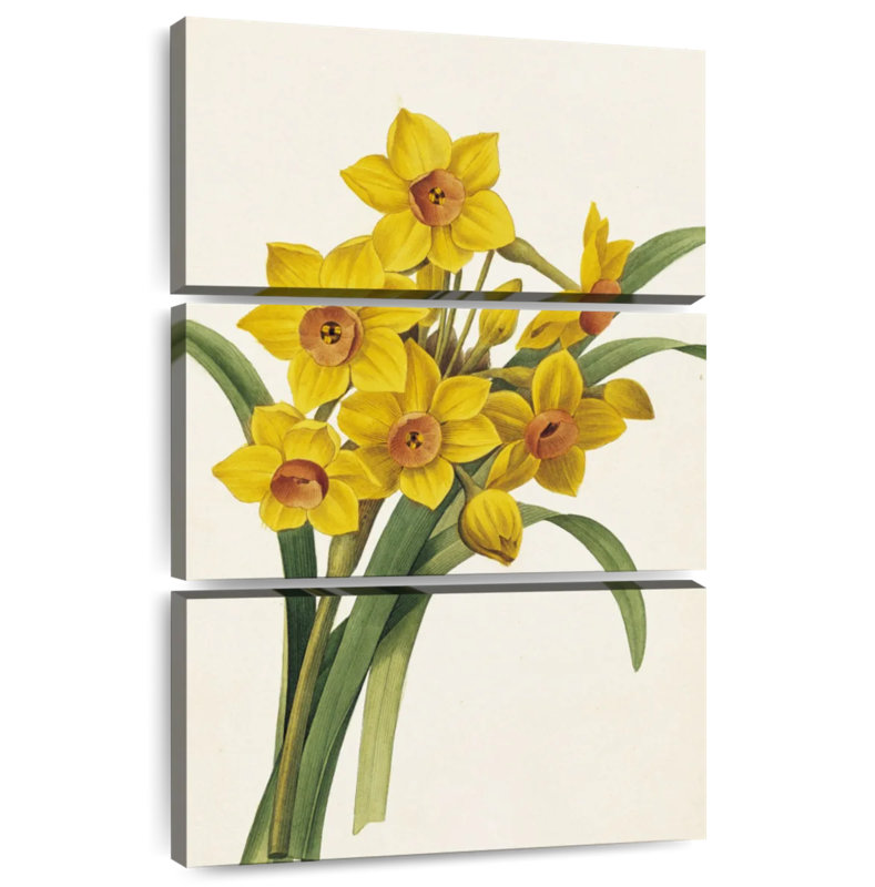 Jonquilles Harnek