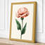 Pink Carnation Study Botanical - Wrapped Canvas-498462763-498462756