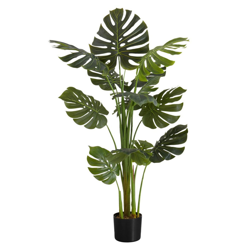 Large Monstera Tree for Statement Floor Decor