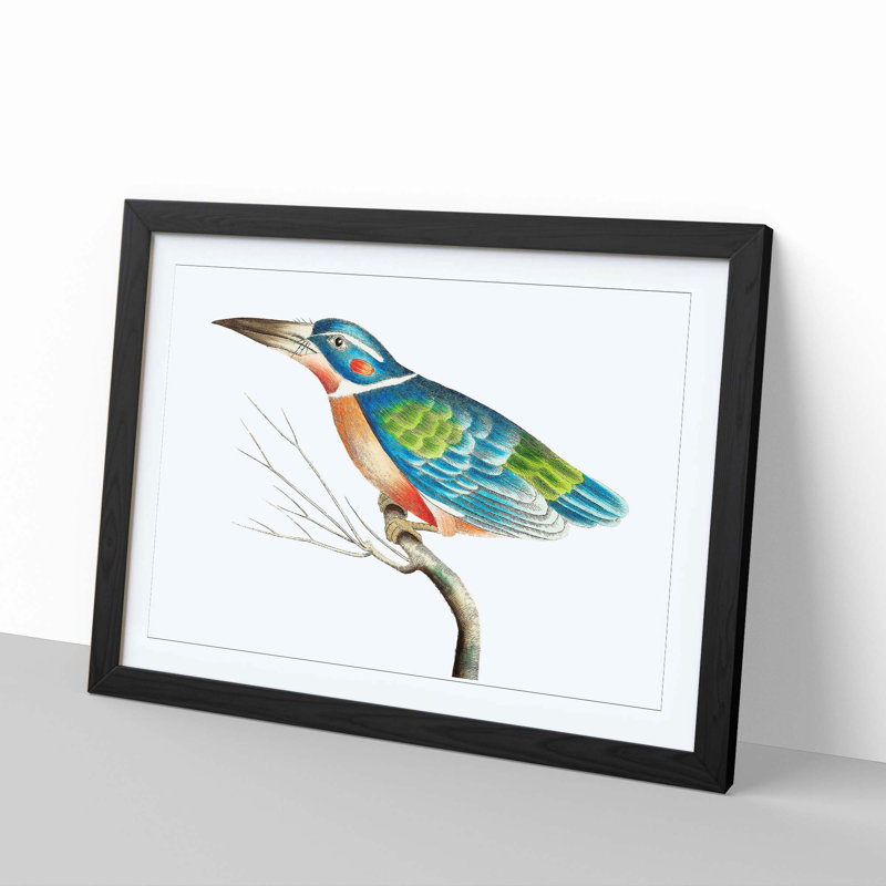 A Blue Kingfisher by George Shaw - Framed Print, 40cm H x 60cm W x 2cm D, Black