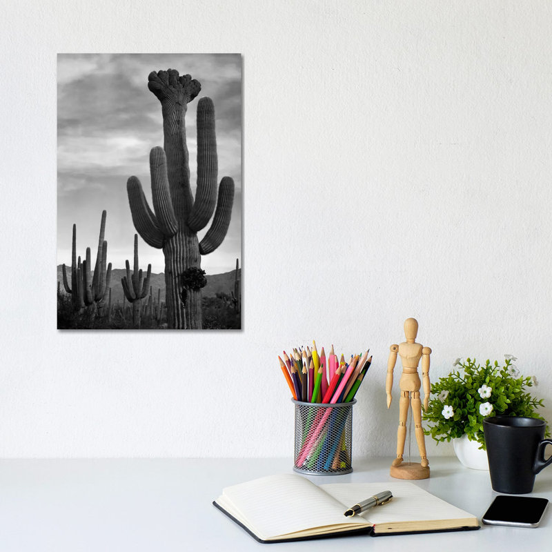 Saguaros, Saguaro National Monument by Ansel Adams - Print on Canvas, Wrapped Canvas, 20.32 cm H x 30.48 cm W