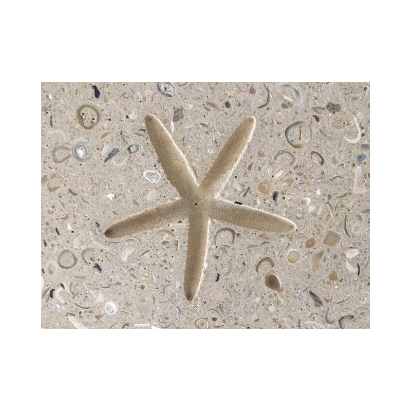 6" x 6" Seastone Cement Starfish Fossil Impression Square Edge Medallion Tile in Beige