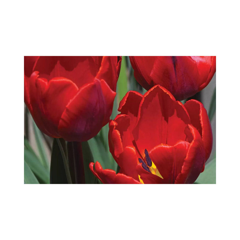 Tulips by Brian Wolf - Wrapped Canvas Print, 20.32cm H x 30.48cm W x 1.91cm D