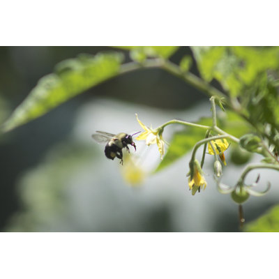 Bee Pollinating Tomatoes - Wrapped Canvas Print