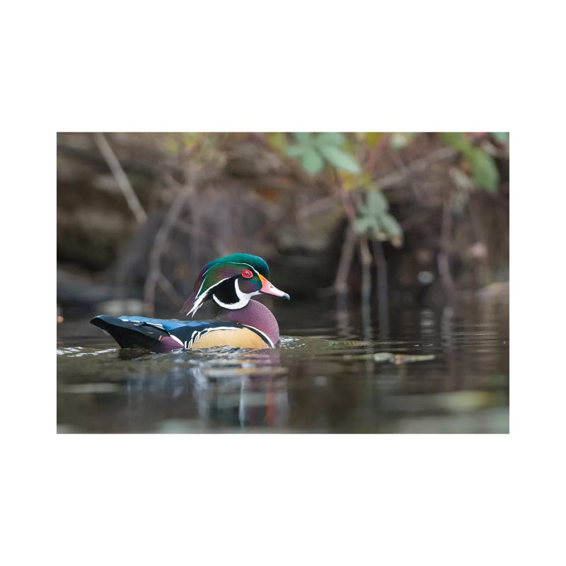 USA, Washington State. Male Wood Duck (Aix Sponsa) On A Pond In Seattle. by Gary Luhm - Wrapped Canvas Print