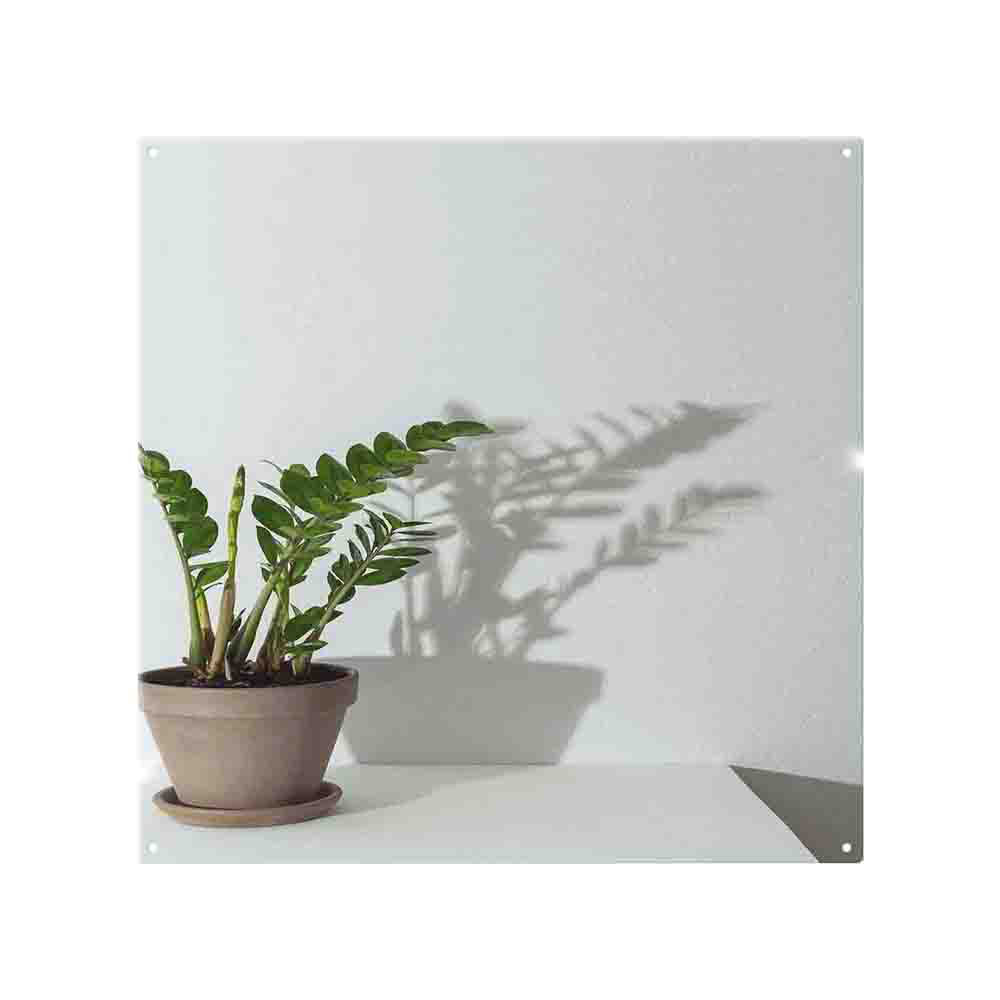 Zamioculcas Splash Back