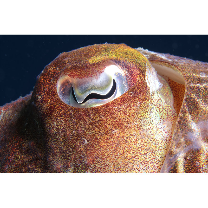 Common Cuttlefish by Arnaud Abadie, 20" H x 30" W