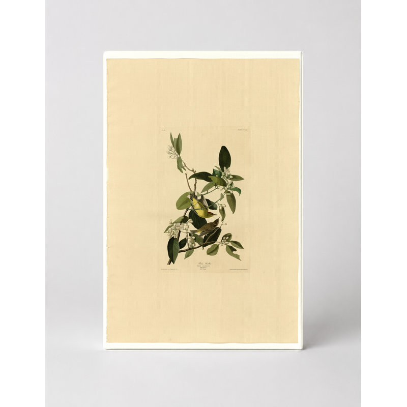 Palm Warbler (Plate CLX III) - Art mural sur toile Portrait, 14" W x 11" H