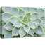 «Green Rose Succulent Southwest» sur-99543760