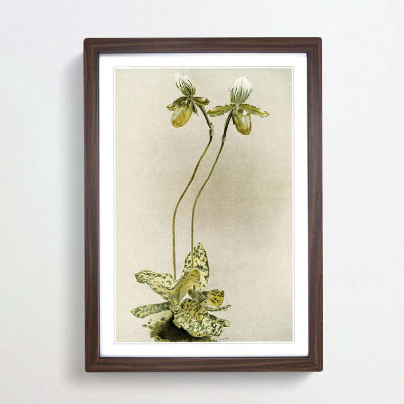 Magnolia Flowers Illustration Tab. 23 by Frederick Sander - Picture Frame Painting Print, Walnut, 76cm H x 50cm W x 2cm D