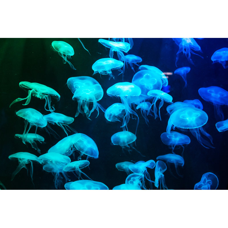 Blue Illuminated Jellyfish - Wrapped Canvas Print, 51cm H x 76cm W x 3.8cm D