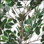 Ficus artificiel 51 po avec pot