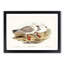 Jameson's Gull by Elizabeth Gould - Picture Frame Graphic Art Print-55610013-55610017