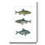 «Freshwater Fish III», reproduction d'art sur toile tendue-1326170336