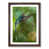 Walnut Framed