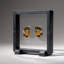 Two Genuine Polished Calcified Ammonite Halves in Display Box (15 Grams)