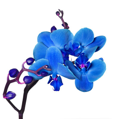 " Blue Orchid " by Smaglov
