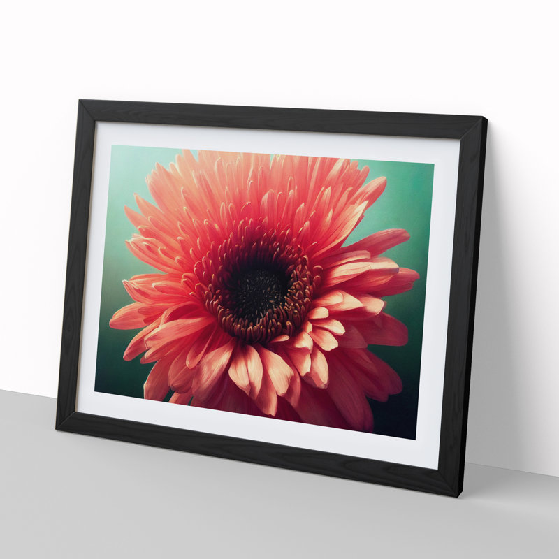 XH1022-8366X Striking Chrysanthemum Flower - Single Picture Frame Print, Black Framed, 25cm H x 34cm W x 2cm D