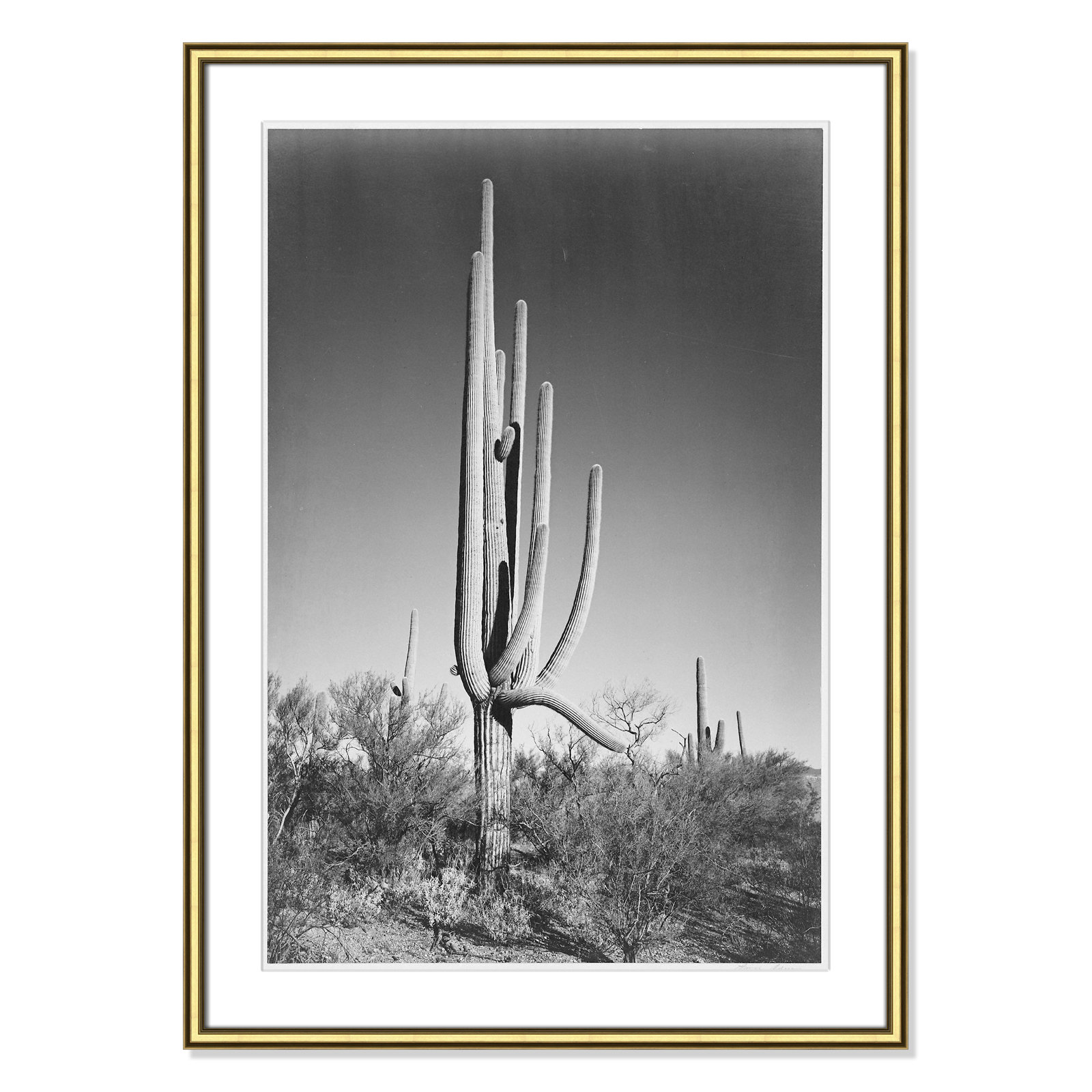 Saguaro National Monument Print by Ansel Adams, 36.75" H x 26.75" W x 0.88" D, Gold