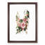 Hollyhock Flower Illustration - Framed Print-55642005-55642006