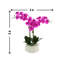 Orchids In A White Container With Rocks