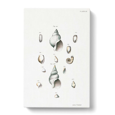 Types Of Seashells PL. 35 by J.E. De Kay - Wrapped Canvas