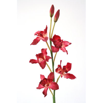 Orchidée cymbidium