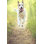 Chien heureux qui court sur le sentier de la nature vers la caméra par Debib Bishop