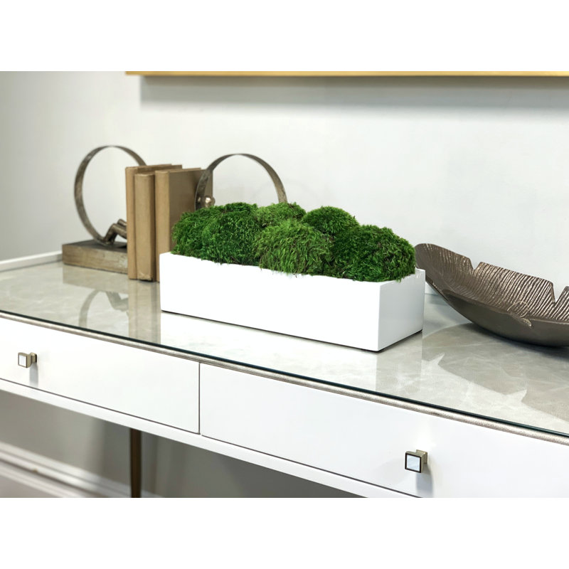 Nature's Nostalgia Moss Plant in Fiberstone Planter, White, 7" H x 16" W x 7" D