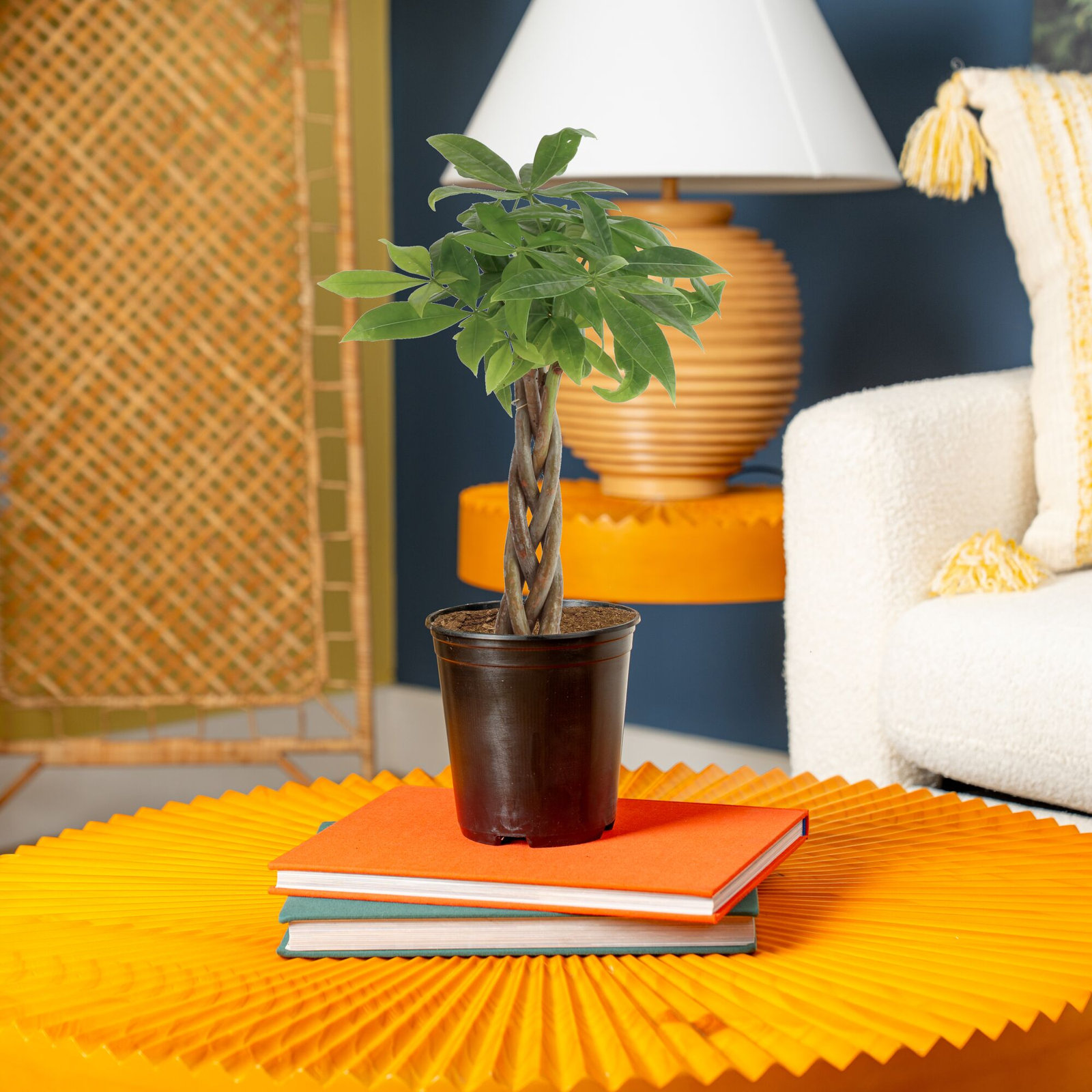 Costa Farms Braided Money Tree Plant