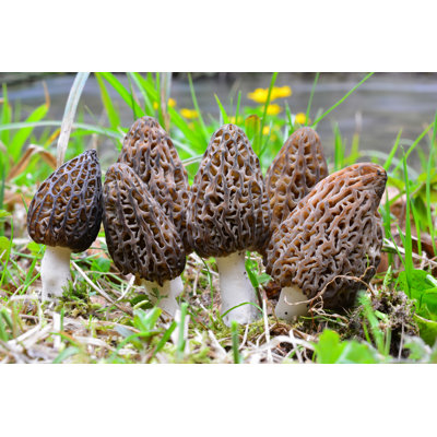 Morels par un ruisseau par Fotoco-Istock - photographie sur toile tendue