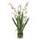 Orchid Dancing,White,Moss Garden,Glass Cylinder