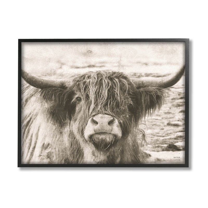 Photographie d'une vache Highland, Giclée encadrée noir minuit, H 11 po x l 14 po x P 1,5 po