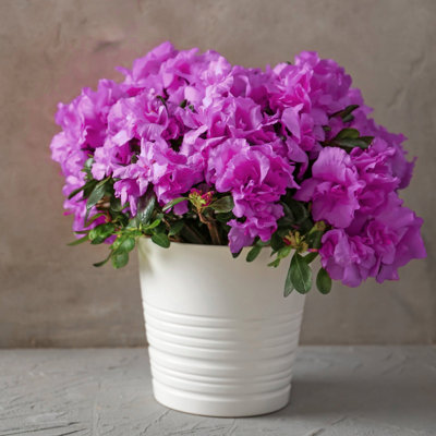 1 gal. Azalea Amelia Rose