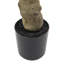 Potted Rhodoleia 3ft Tree
