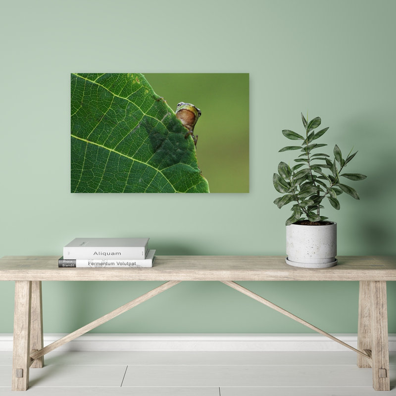 Rainette arboricole observant, style abstrait contemporain, affiche murale représentant une grenouille tranquille, nature et plante