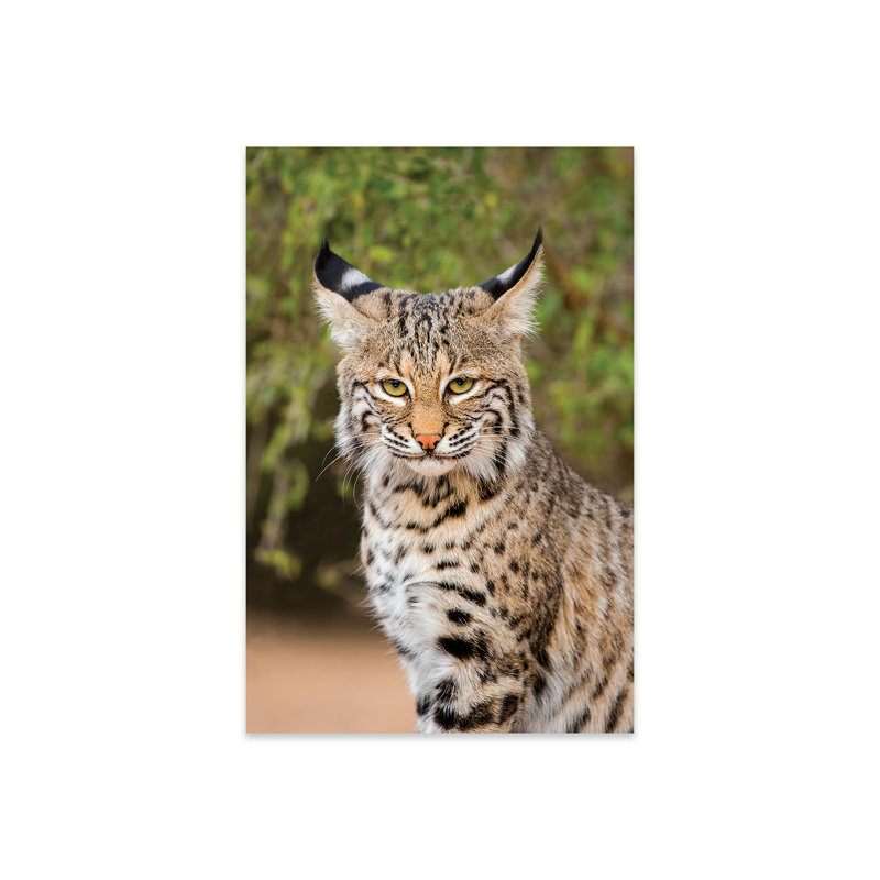 «Bobcat, Lynx Rufus, Sitting On Plastique / Acrylique» par Larry Ditto