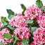 Pink Hydrangea Urn Filler-288642681