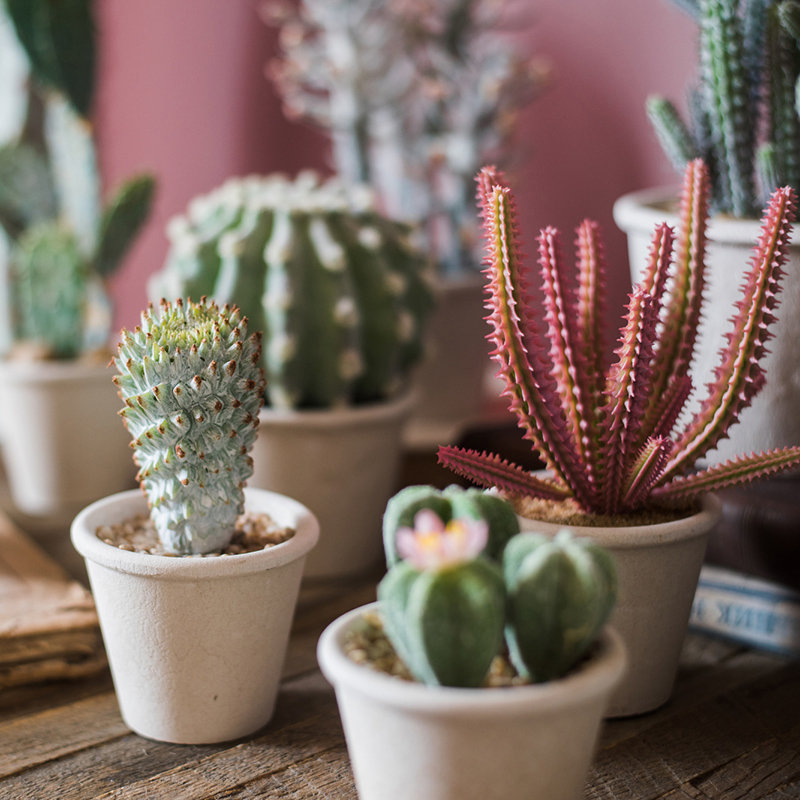 Succulent plante en pot de fleurs