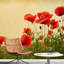 Grand papier peint auto-adhésif champ de coquelicots-93996852
