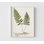 Nature, fougères imprimées par l'inconnu, impression d'affiche de fougère rétro