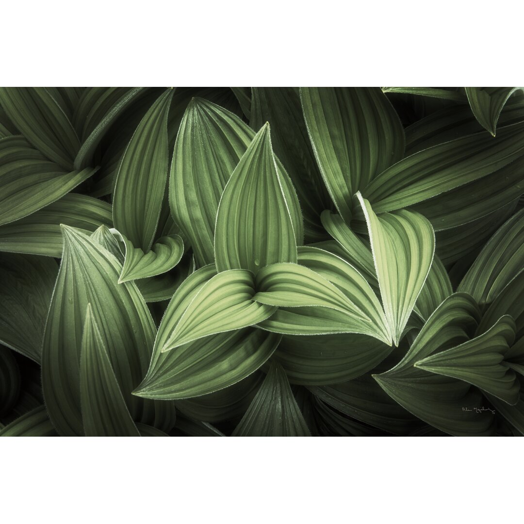 Leinwandbild Corn Lily I von Alan Majchrowicz